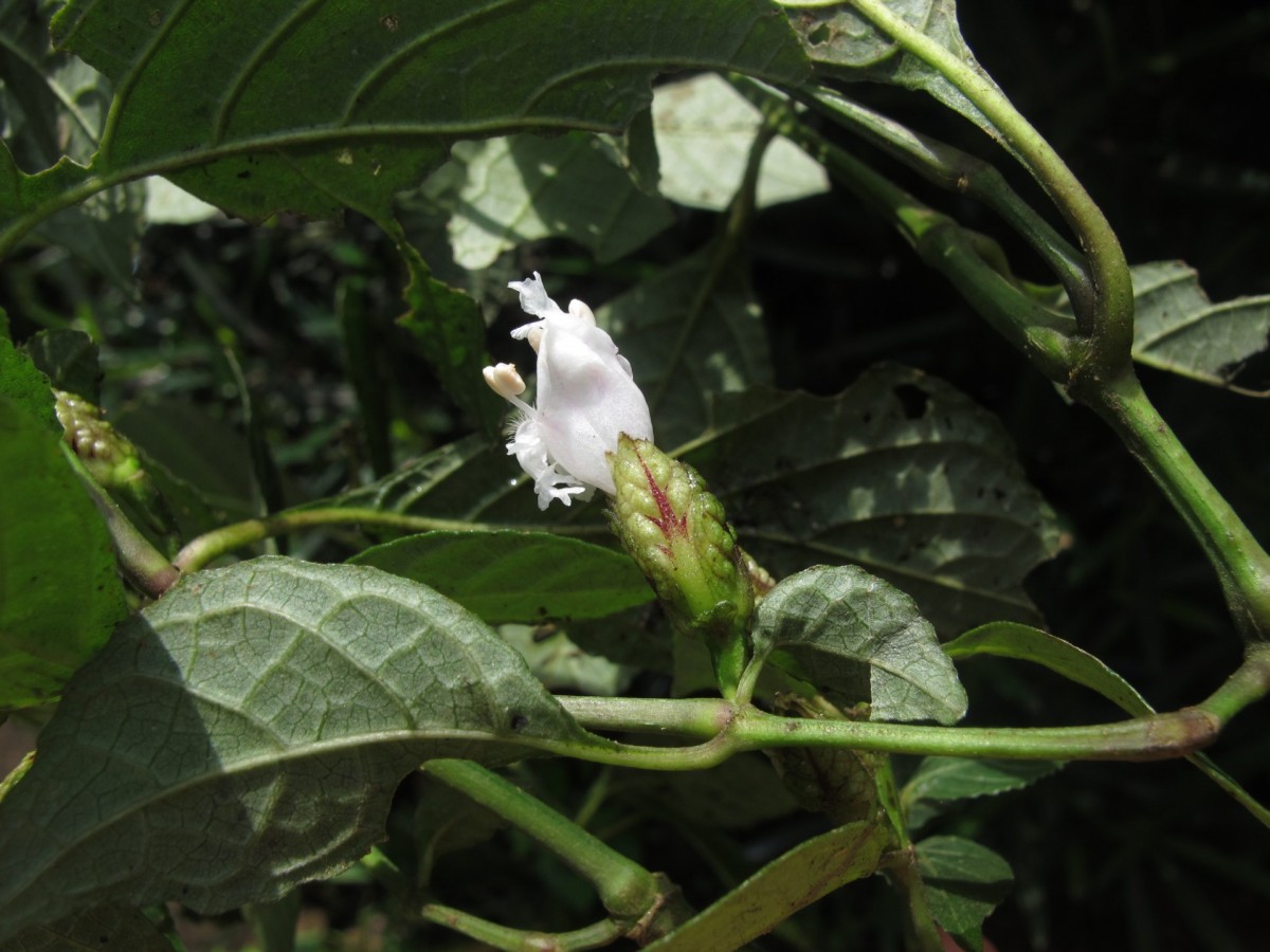 Strobilanthes thwaitesii T.Anderson